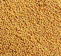 Mustard Seed, Whole MAIN