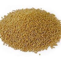 Yellow Mustard Seed MAIN